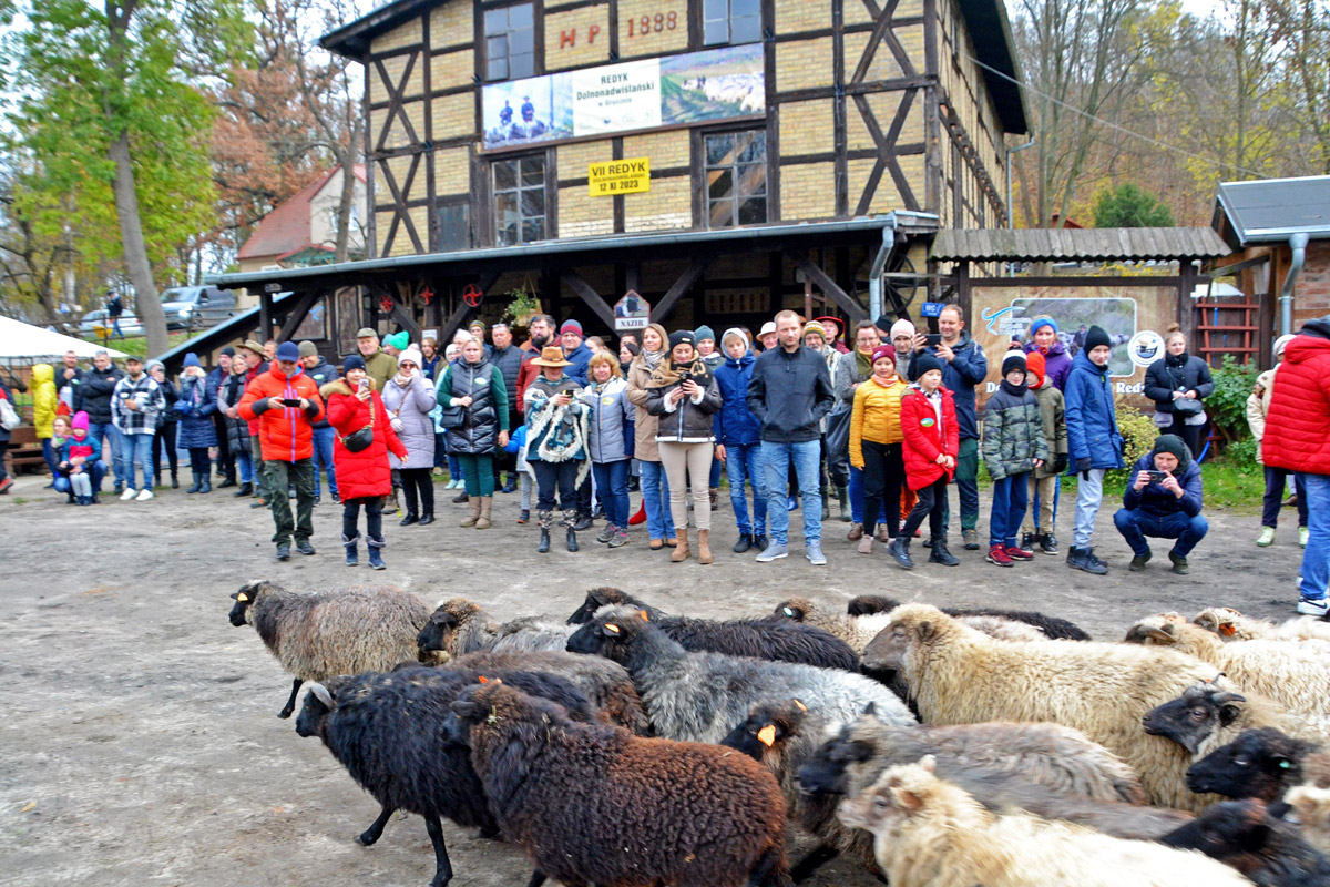 Redyk Gruczno 2023 Fot. M&M, źródło: extraswiecie.pl